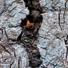 Holz I