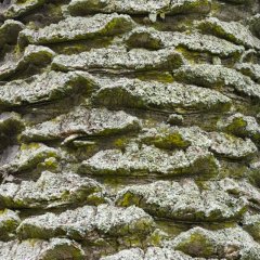 nz_2015_01_00479