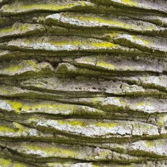 nz_2015_01_00500