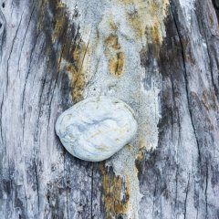 nz_2015_01_08342-2