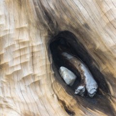 Holz V