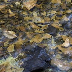 Wasser I